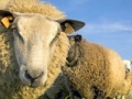 Gra Sheep Jigsaw