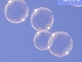 Gra Arcanoid bubble!