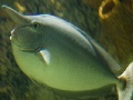 Gra Elephant Fish Slider