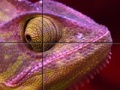 Gra Purple Chameleon: Slider Puzzle