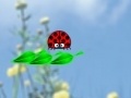 Gra ladybug