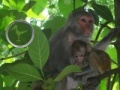 Gra Hidden Animals: Baby Monkeys