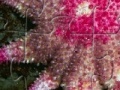 Gra Staefish Jigsaw