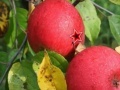 Gra Apples Time Hidden Stars