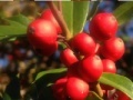 Gra Puzzle: Berries