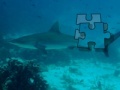 Gra Shark Puzzle