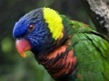 Gra Parrot Puzzle