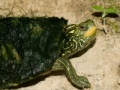Gra Map Turtle Jigsaw