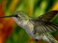 Gra Hummingbird