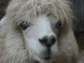 Gra Alpaca Slider