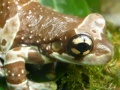 Gra Amphibians Hidden Images