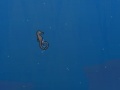 Gra Seahorse