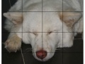 Gra Pet Puzzle