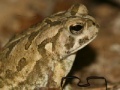 Gra Fowler's Toad Jigsaw Puzzle