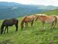 Gra Jigsaw Three of Horses