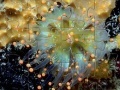 Gra Jellyfish Jigsaw