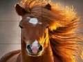 Gra Wild big horse slide puzzle