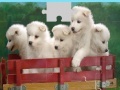 Gra Puppies Puzzle