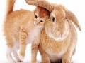 Gra Cute cat and rabbit slide puzzle