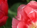Gra Tulip Jigsaw Puzzle