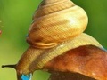 Gra Rainy Day and Snail Puzzle