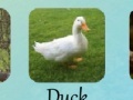 Gra Animal Quiz