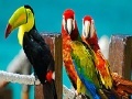 Gra Colorful parrots slide puzzle