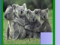 Gra Four koala slide puzzle
