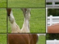 Gra Clydesdale Horse Slider Puzzle