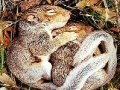 Gra Sleepy squirrels slide puzzle
