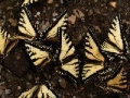 Gra Butterflies Slider