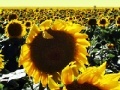 Gra Sunflowers jigsaw