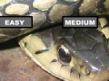 Gra Garter Snake Jigsaw Puzzle