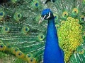 Gra Puzzles Peacock
