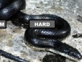 Gra Black Rat Snake Jigsaw Puzzle