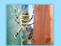 Gra Spiders Jigsaw