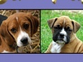 Gra Cute puppy pairs