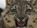 Gra Snow Leopard Slider