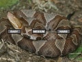 Gra Puzzle Copperhead