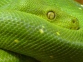 Gra Snakes hidden images