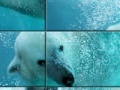 Gra Underwater Polar Bear Slider Puzzle