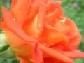 Gra Orange Rose