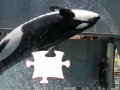 Gra Killer whale