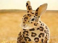 Gra Spotted rabbit slide puzzle