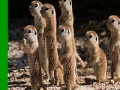 Gra Shy meerkat family slide puzzle