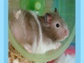 Gra Hamster Jigsaw