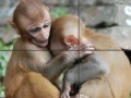 Gra Baby Monkeys Slider Puzzle