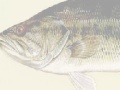 Gra Largemouth Bass Puzzle