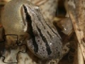 Gra Puzzle with Western frog