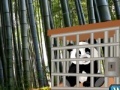 Gra Wow escape: The tiny panda